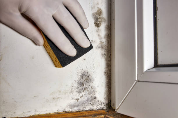 Best Residential Mold Inspection & Testing  in Bedminster, NJ